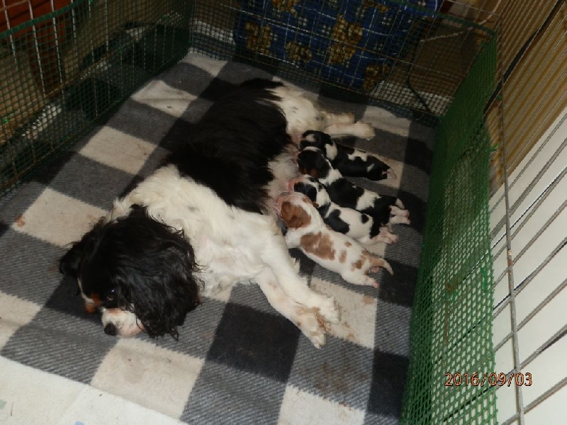 Des Amours Sans Frontieres - Cavalier King Charles Spaniel - Portée née le 25/08/2016