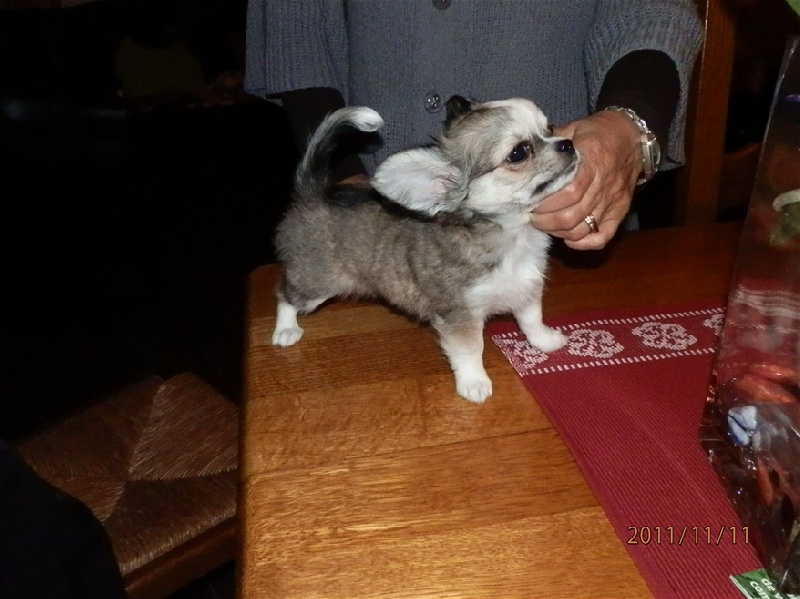 Des Amours Sans Frontieres - Chihuahua - Portée née le 09/09/2011