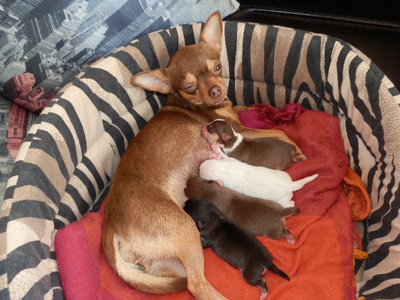 Des Amours Sans Frontieres - Chihuahua - Portée née le 23/09/2013