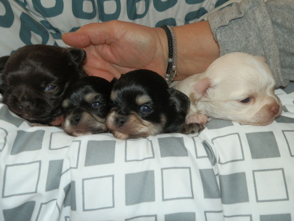 chiot Chihuahua Des Amours Sans Frontieres