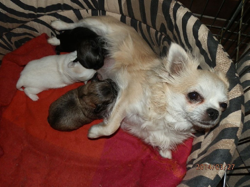 Des Amours Sans Frontieres - Chihuahua - Portée née le 13/03/2014