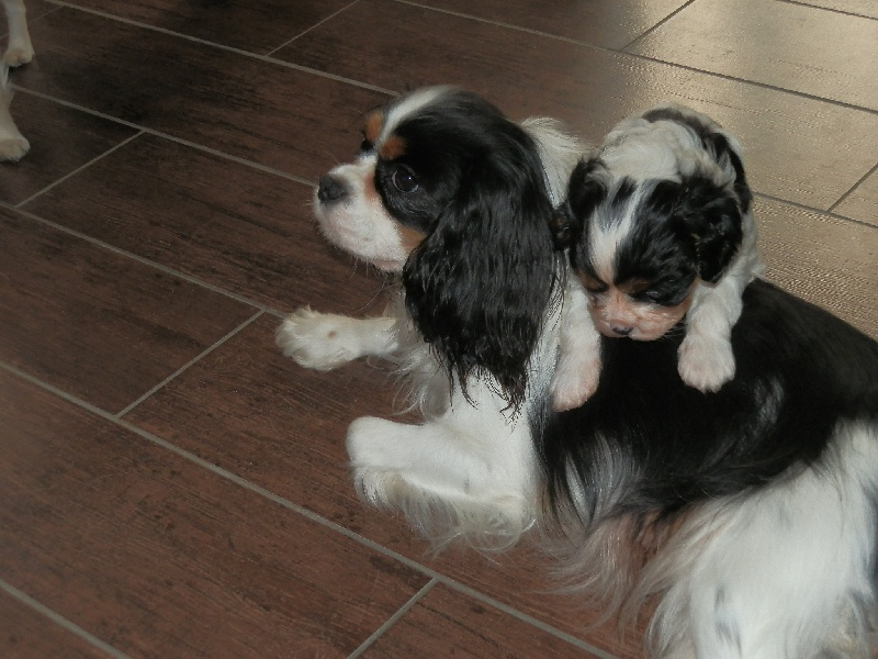 Des Amours Sans Frontieres - Cavalier King Charles Spaniel - Portée née le 02/10/2012