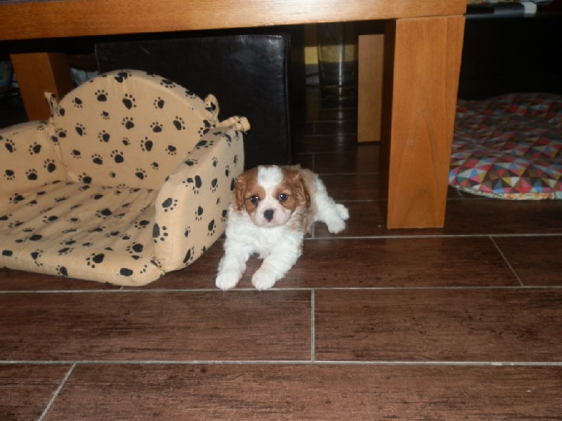 Des Amours Sans Frontieres - Cavalier King Charles Spaniel - Portée née le 18/01/2015